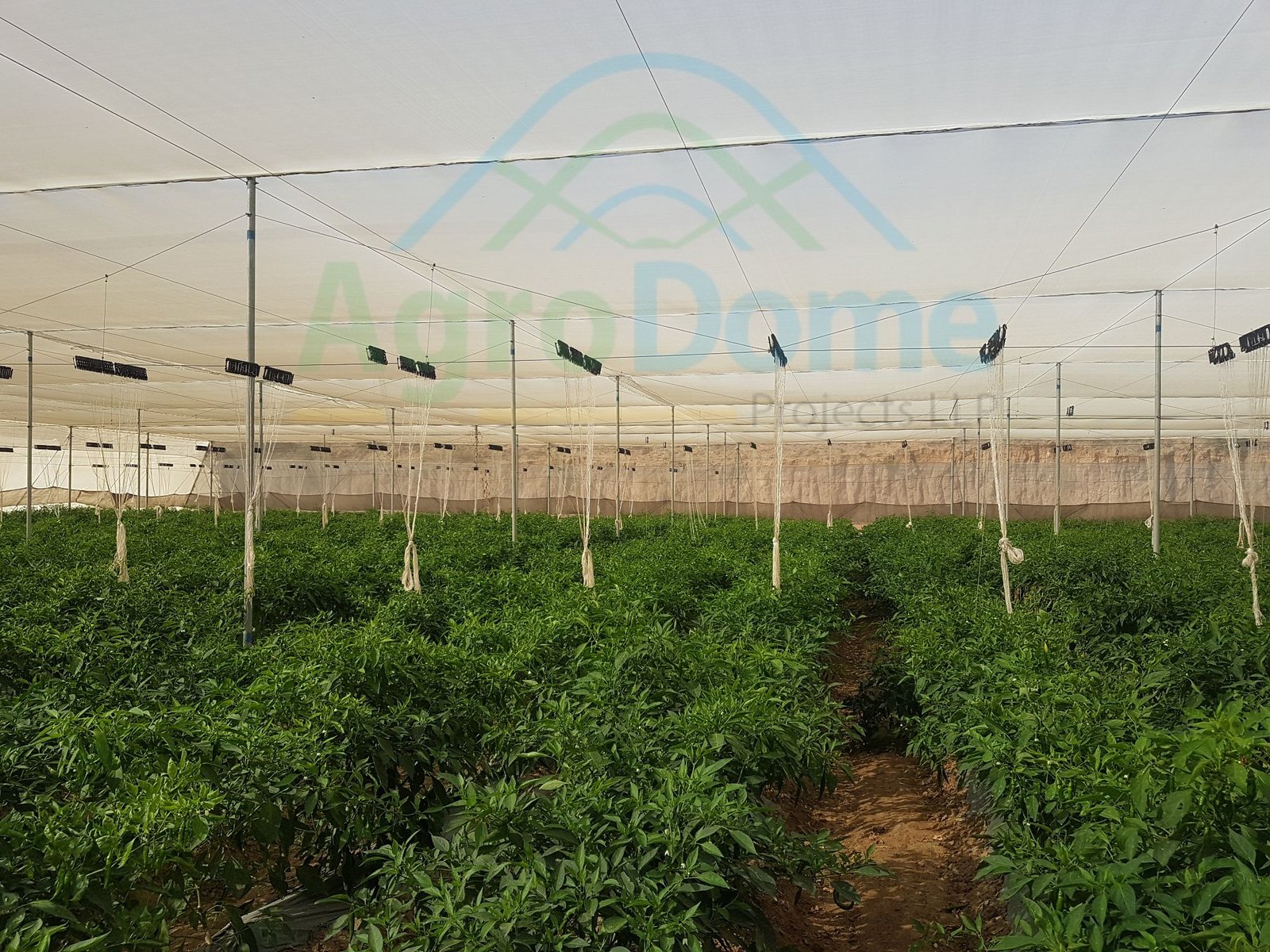 Why Trellising support systems is necessary in agriculture greenhouse or polyhouse structures?