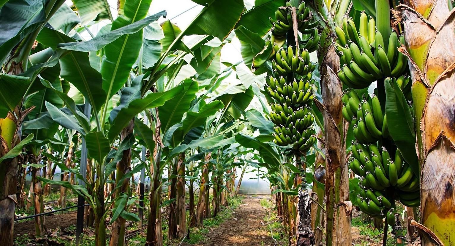 Maximizing Banana Cultivation with Innovation: Flat Roof Shade Net House Technology