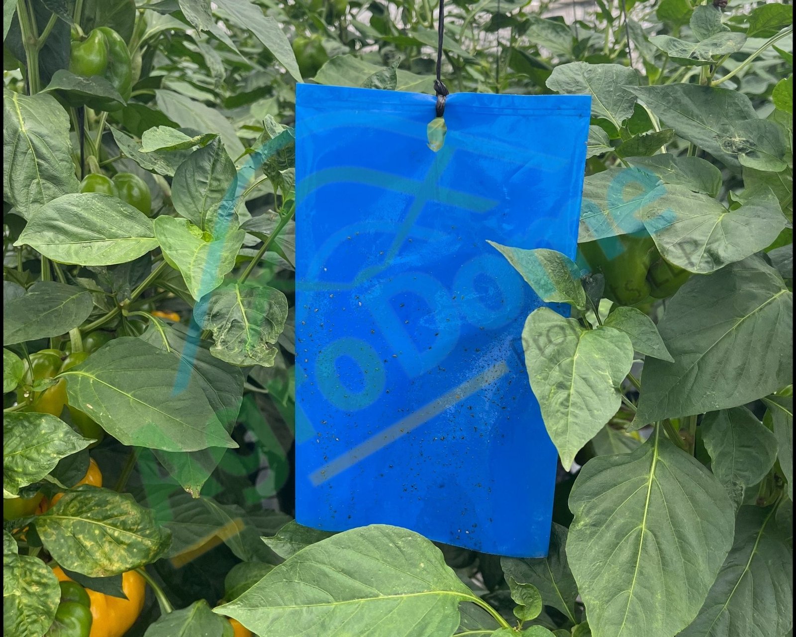 Benefits of sticky pests’ traps in Protected Cultivation