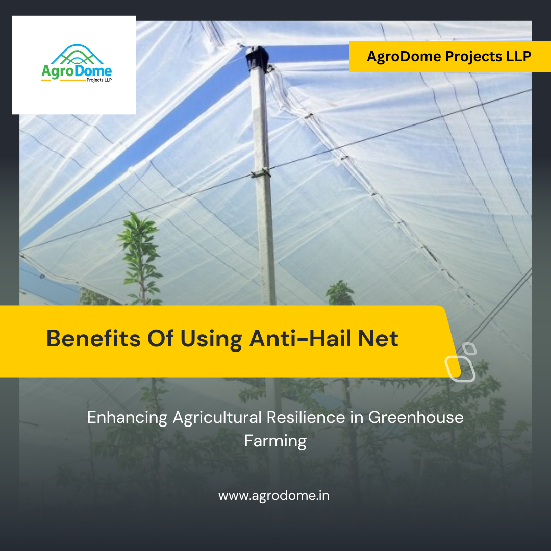 Enhancing Crop Protection: The Utilization of Anti-Hail Nets in Greenhouse Farming