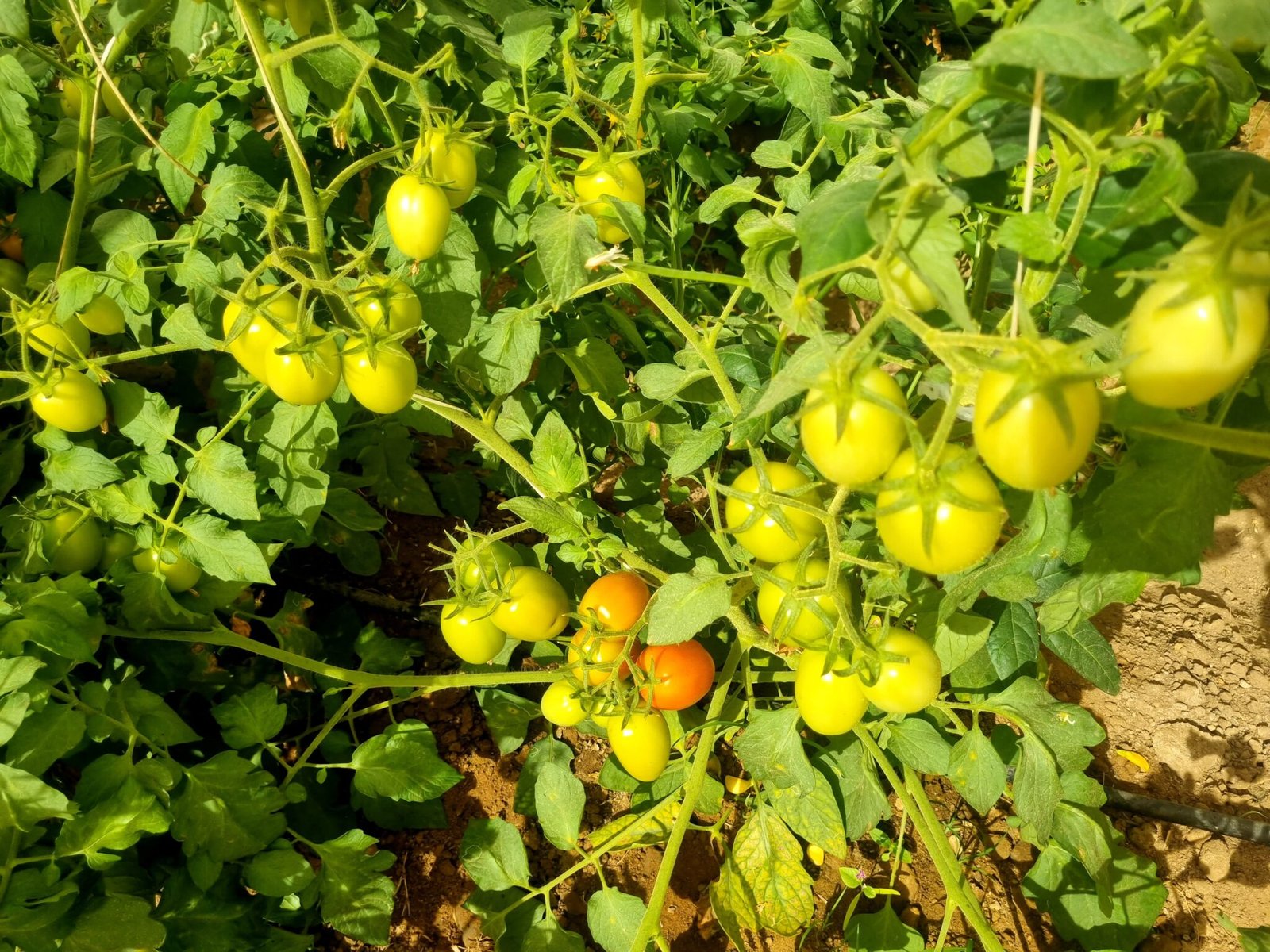 Tomato and Capsicum Cultivation in Wire Rope Flat Roof Shade Net House Projects by AgroDome Projects LLP in Mundra, Kutch