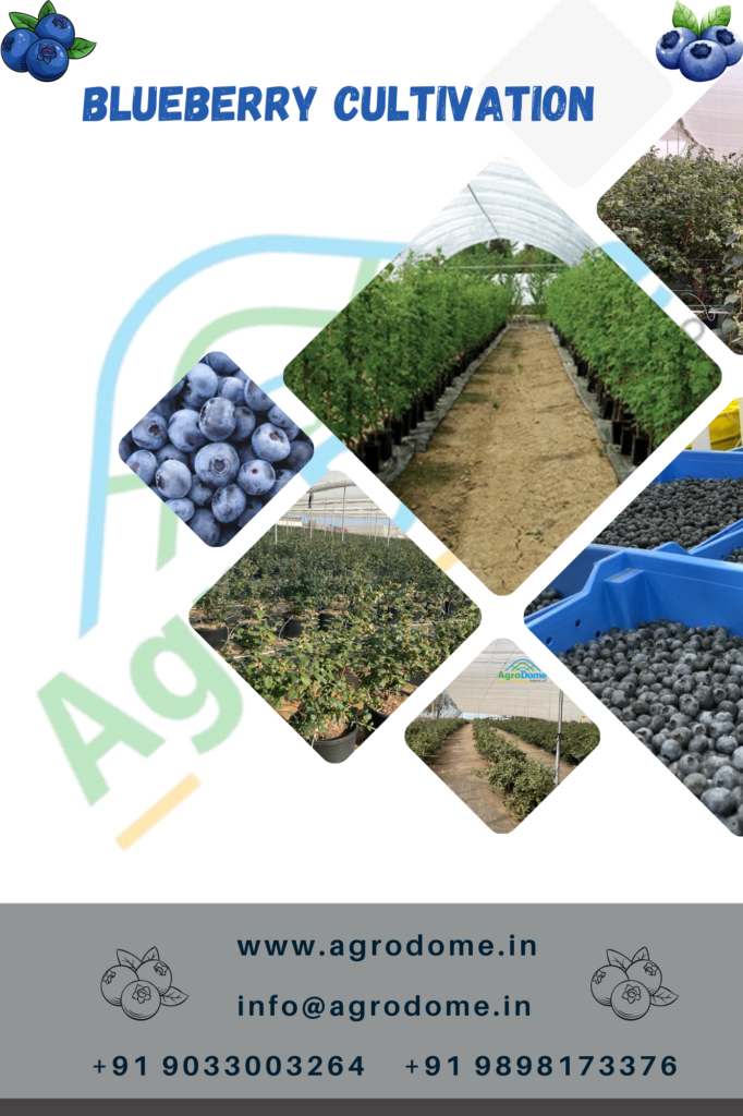 Blueberry cultivation in Fruit farming Orchard System