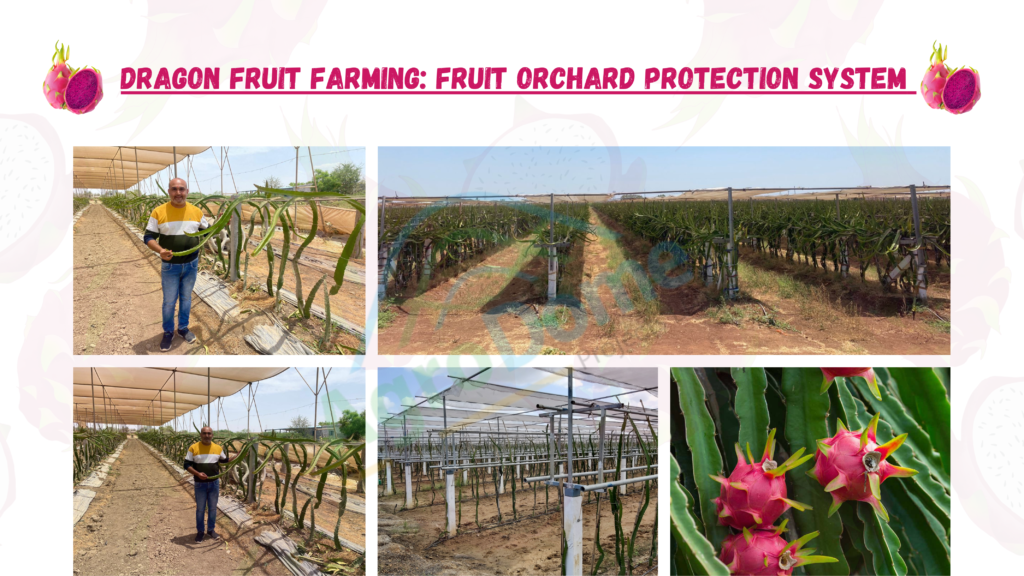 Dragon Fruit Orchard Cultivation- Protected Cultivation- Agrodome- Flat Roof shade net house and Wire rope shade net house