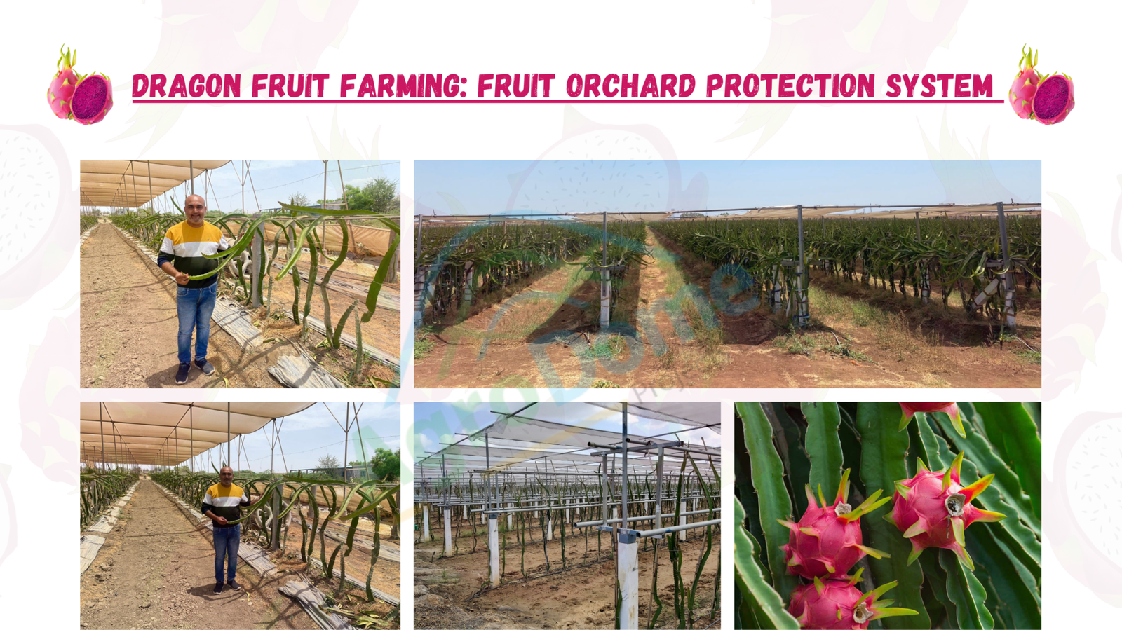 🌱Exploring Innovations in Dragon Fruit Cultivation: Revolutionizing Agriculture with Wire Rope Shade Net Houses and Flat Roof Shade Net Houses🌱