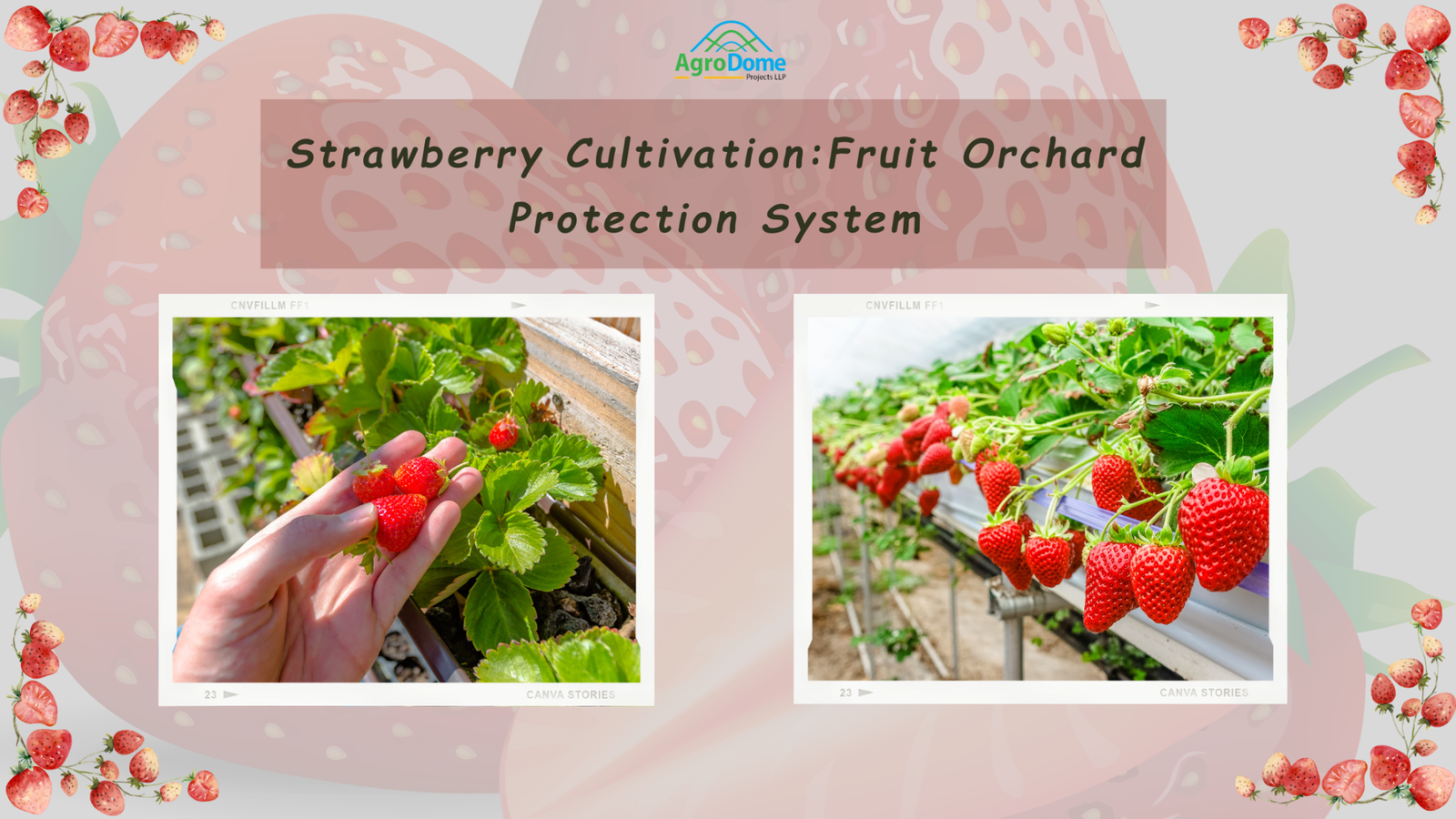 Discover the Future of Strawberry Cultivation- Fruit Orchard Protection System