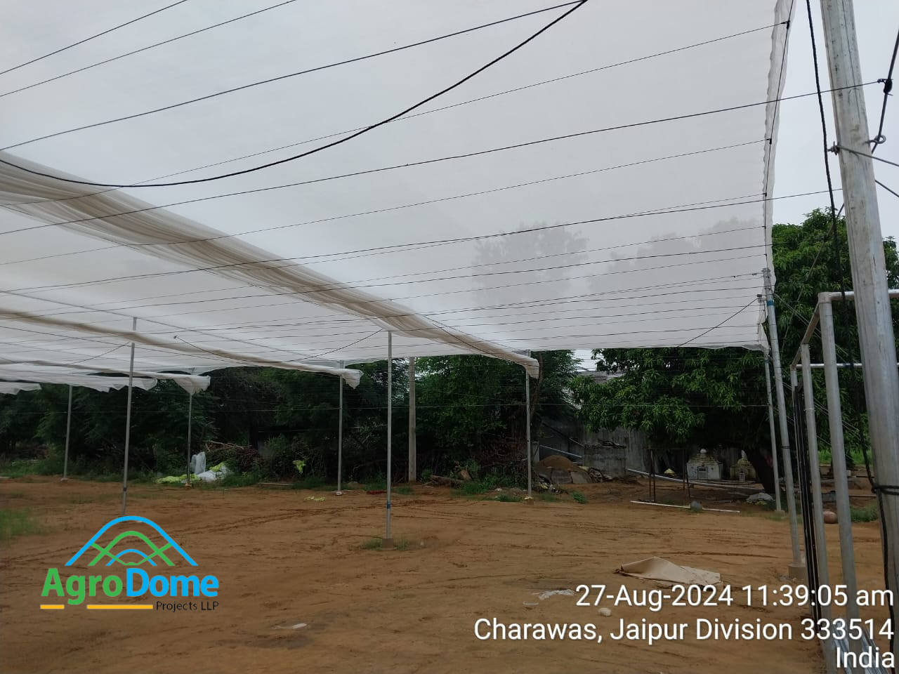 Cucumber Farming in Wire Rope Shade Net House | Cucumber Cultivation in ...