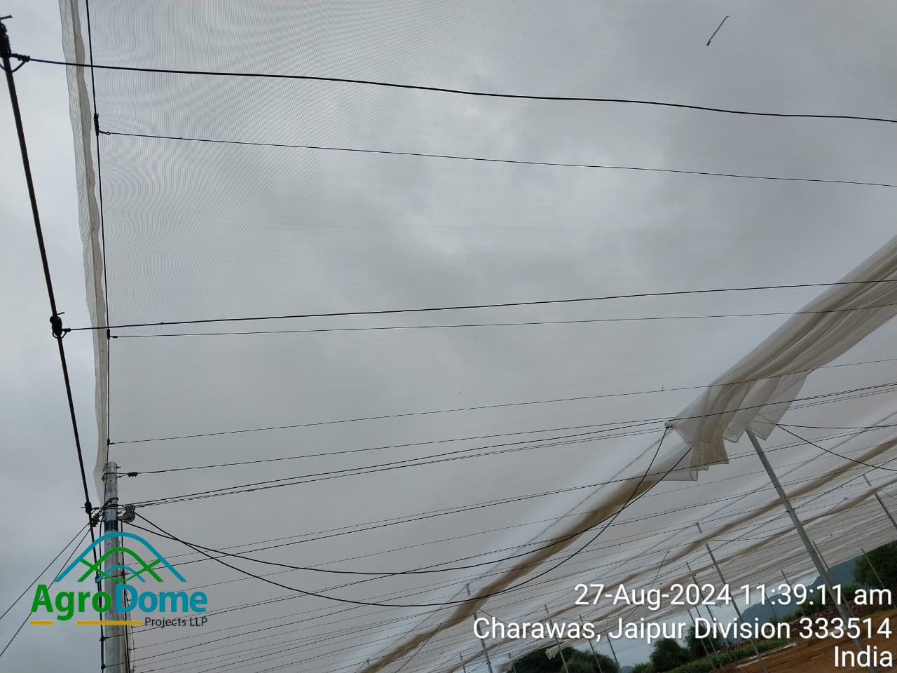 Cucumber Farming in Wire Rope Shade Net House | Cucumber Cultivation in ...