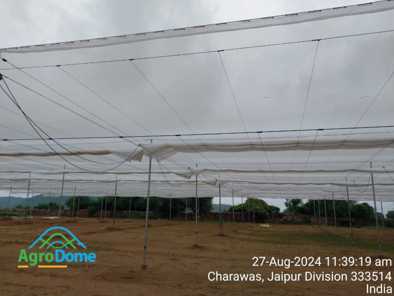 Cucumber Farming in Wire Rope Shade Net House | Cucumber Cultivation in ...