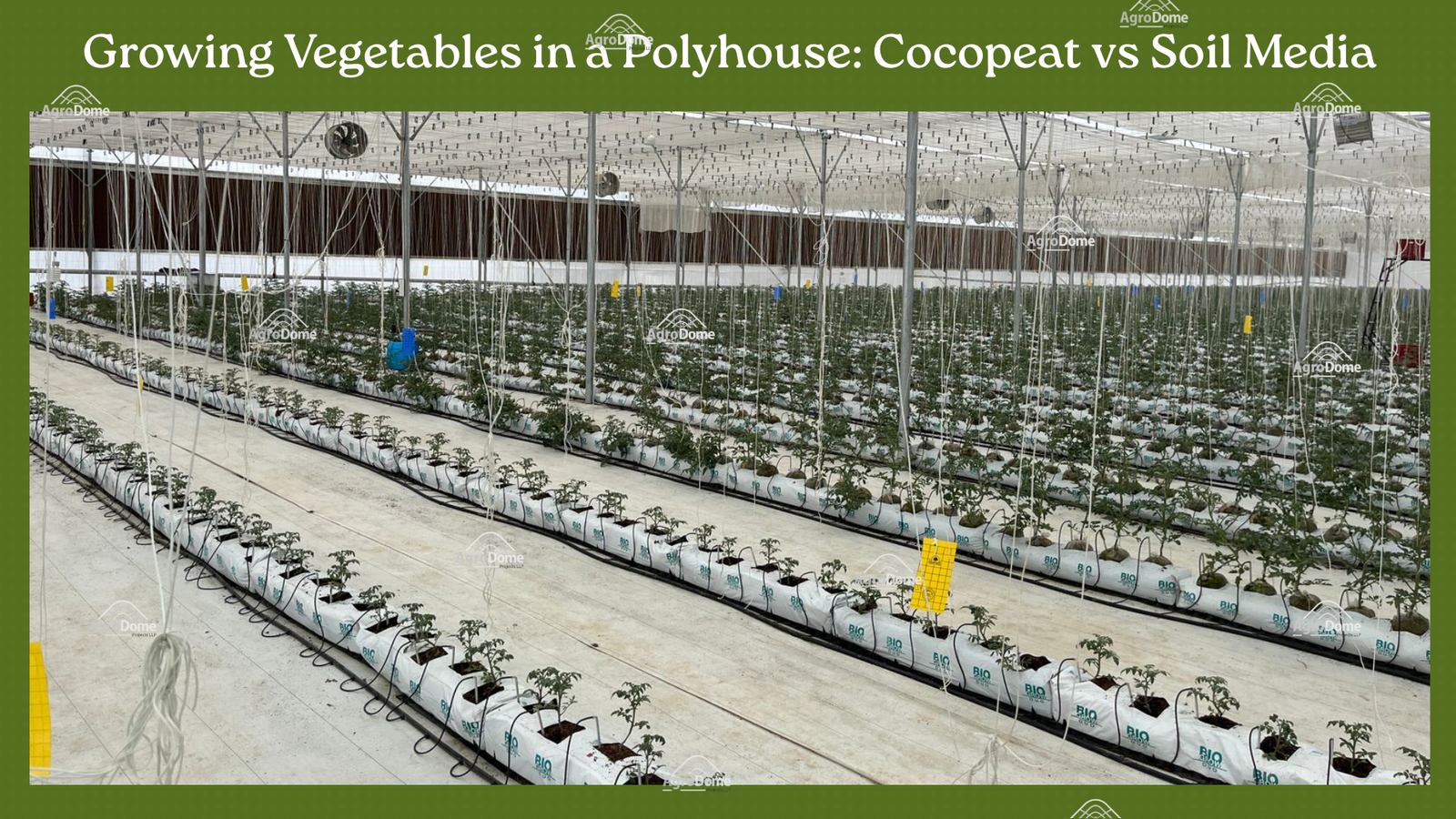 🌿 Cocopeat vs Soil in Polyhouse Vegetable Cultivation: Which is Better?
