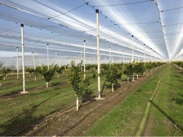 Wire Rope Poly-House blueberry crop