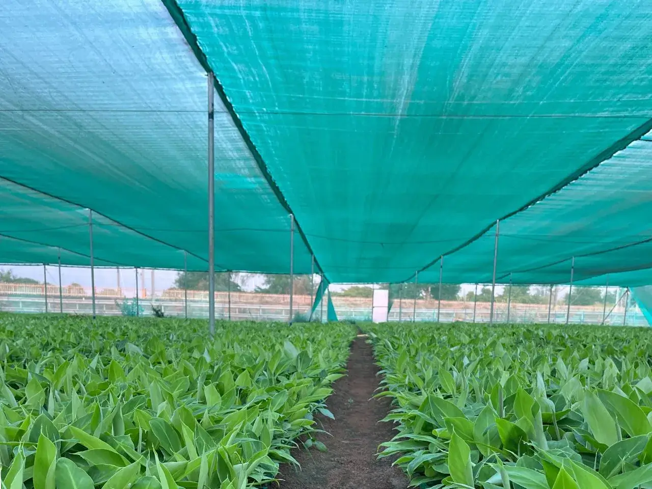 WRNH - MAHESANA ,GUJARAT ,INDIA (3)