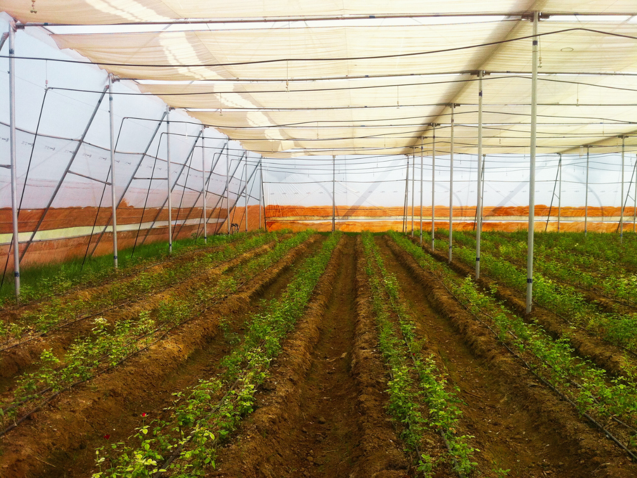 Retractable Flat Roof Shade Net House (10)