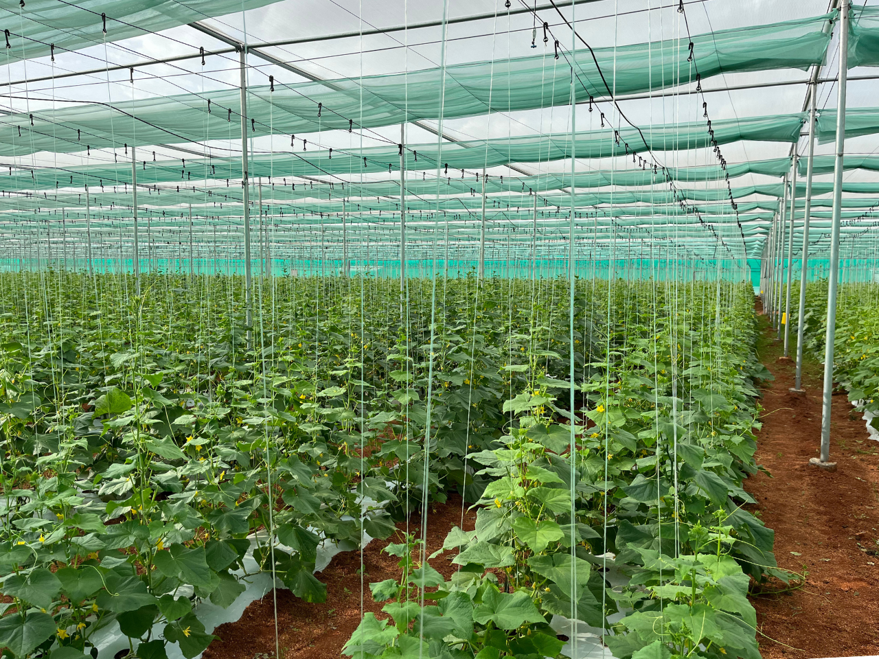 Retractable Flat Roof Shade Net House (3)