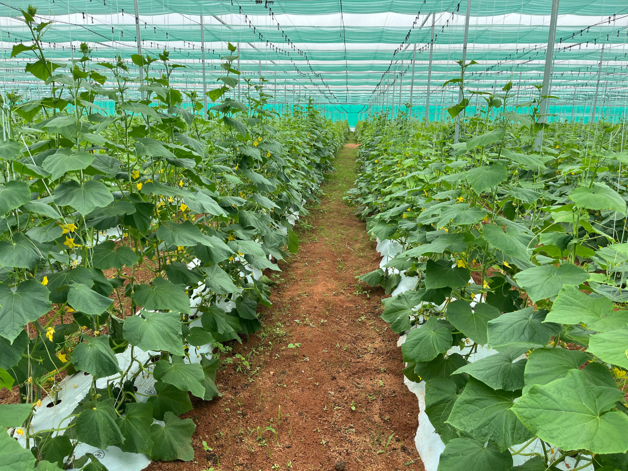 Retractable Flat Roof Shade Net House (5)