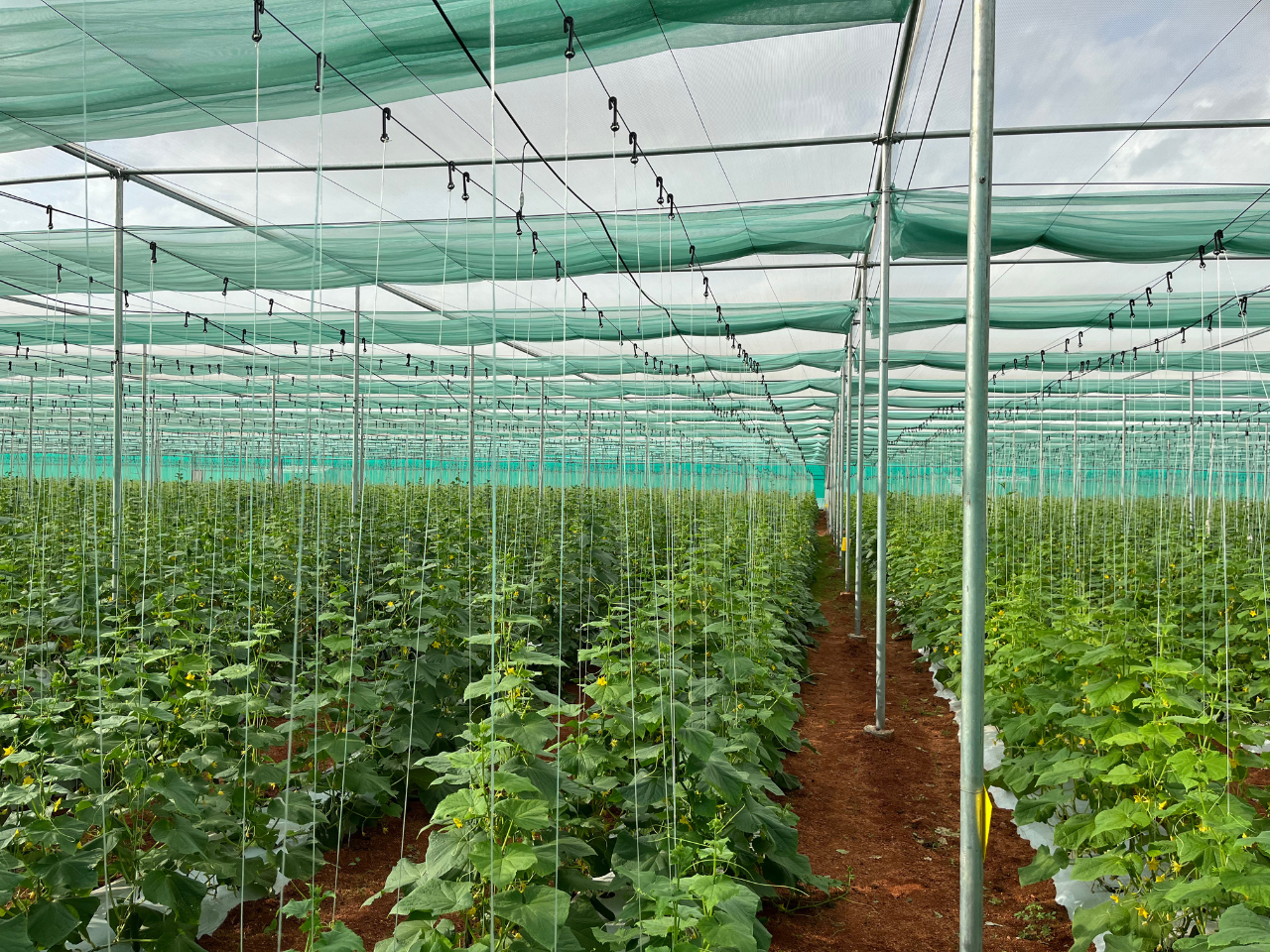 Retractable Flat Roof Shade Net House (6)