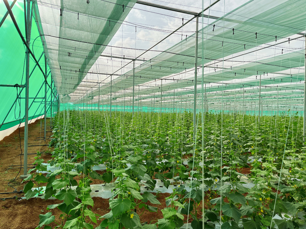 Retractable Flat Roof Shade Net House (8)