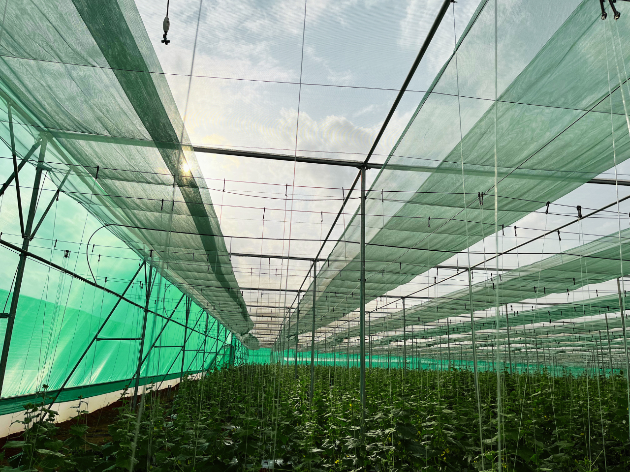 Retractable Flat Roof Shade Net House (9)