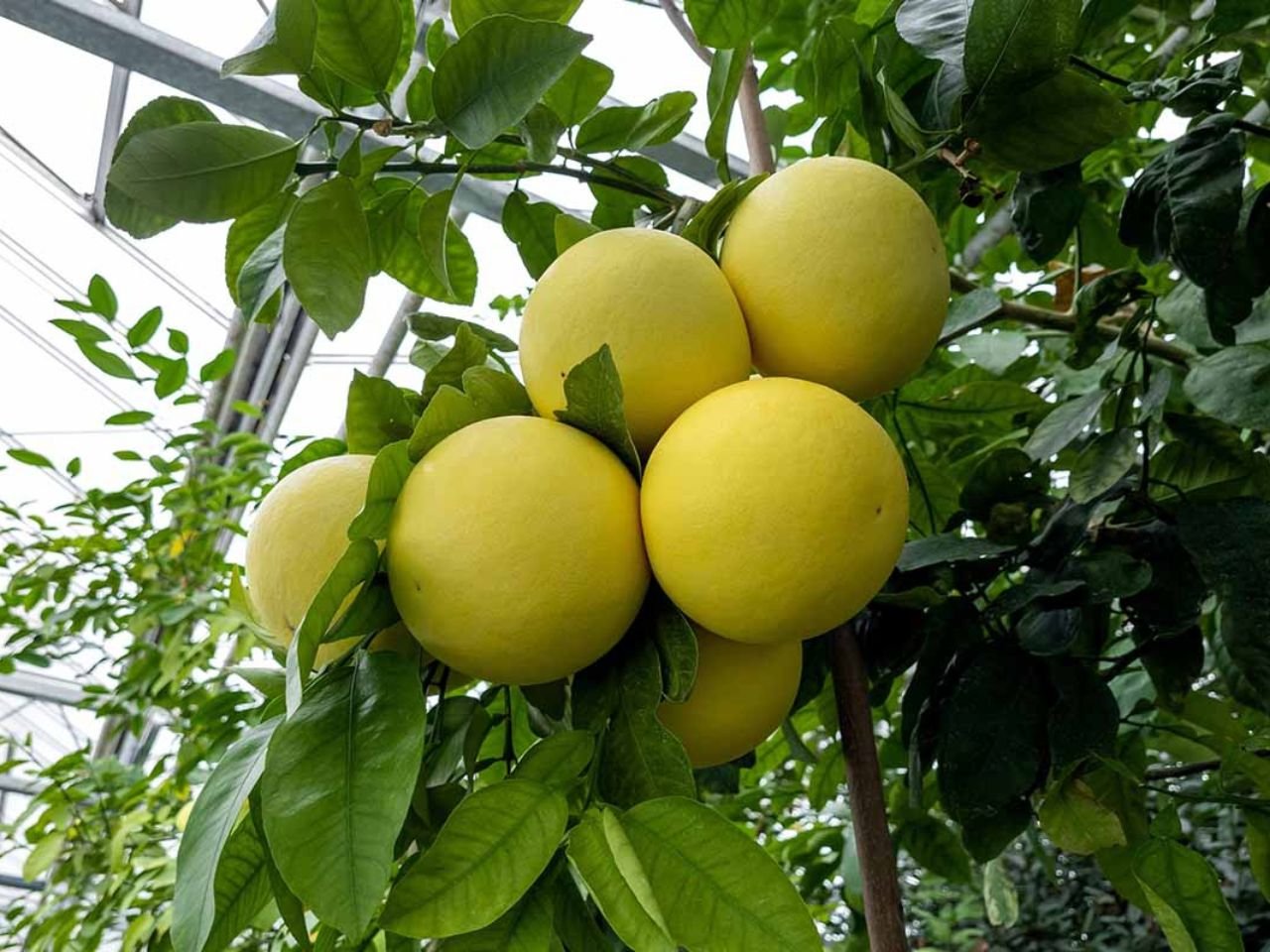 citrus fruit orchard protection system 3