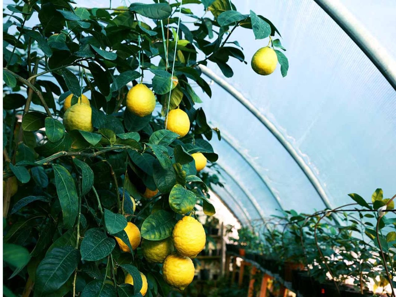 citrus fruit orchard protection system 6