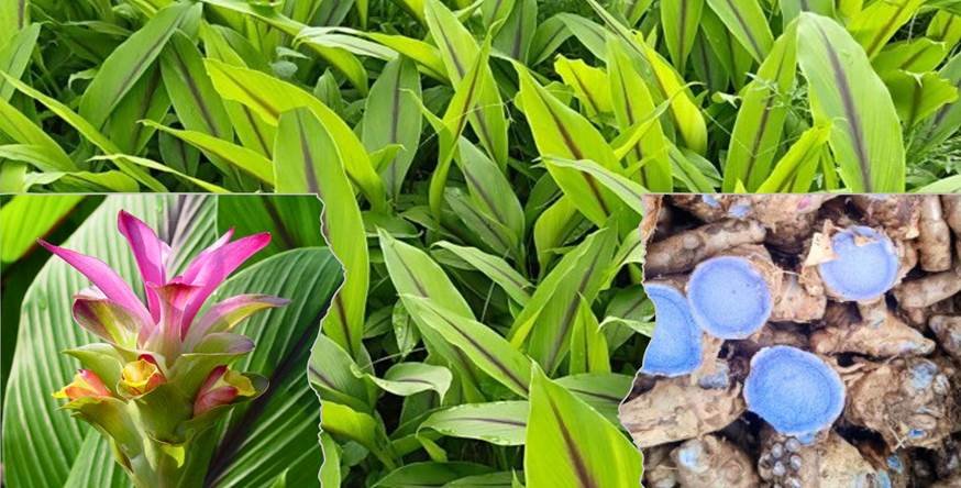 Benefits of Growing Black Turmeric in a Poly House to get a premium price in the market