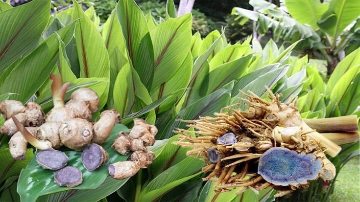 Benefits of Growing Black Turmeric in a Poly House to get a premium price in the market