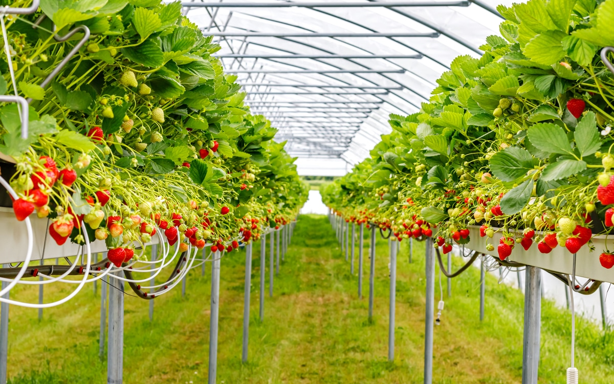 Strawberry Cultivation in Greenhouse Structure