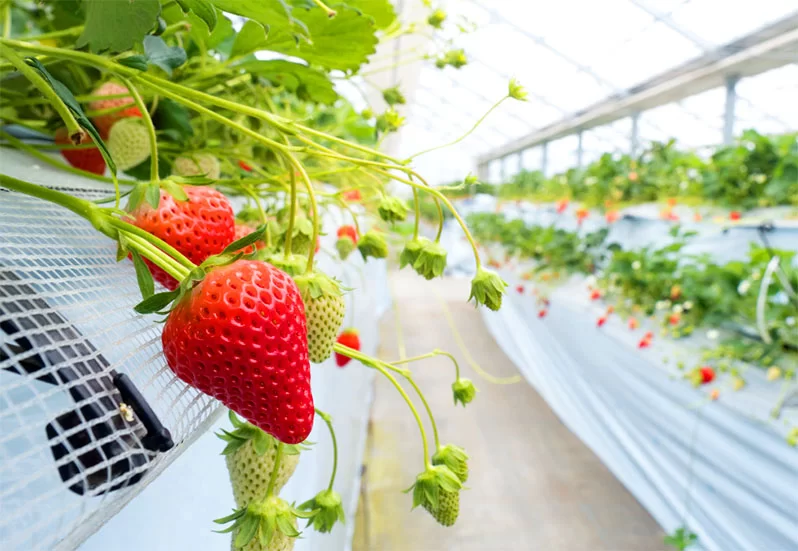 Strawberry Cultivation in Greenhouse Structure