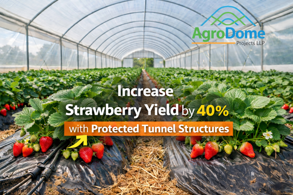 🍓 Increase Strawberry Yield by 40% with Protected Tunnel Structures| AGrodome Projects LLP