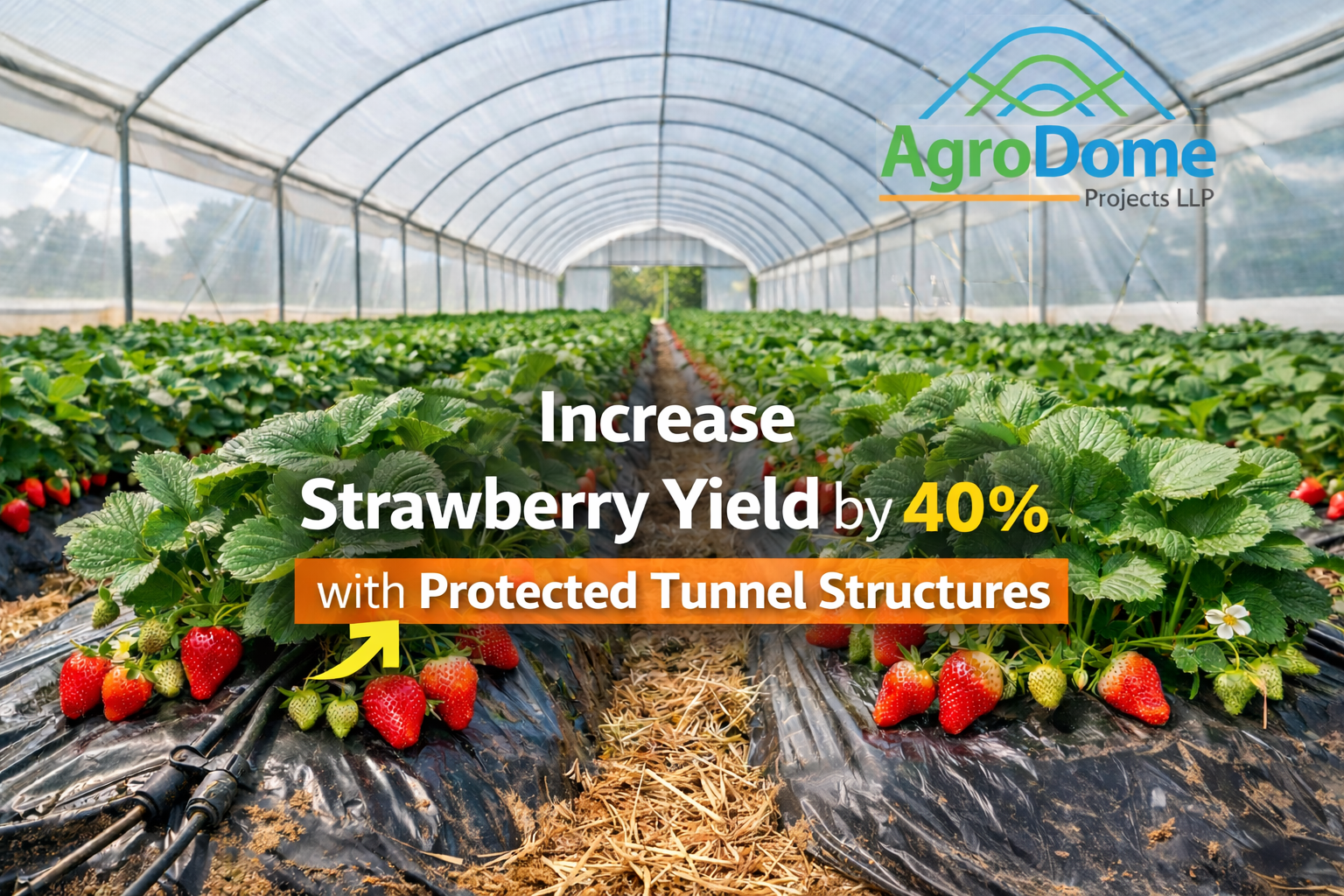 🍓 Increase Strawberry Yield by 40% with Protected Tunnel Structures| AGrodome Projects LLP