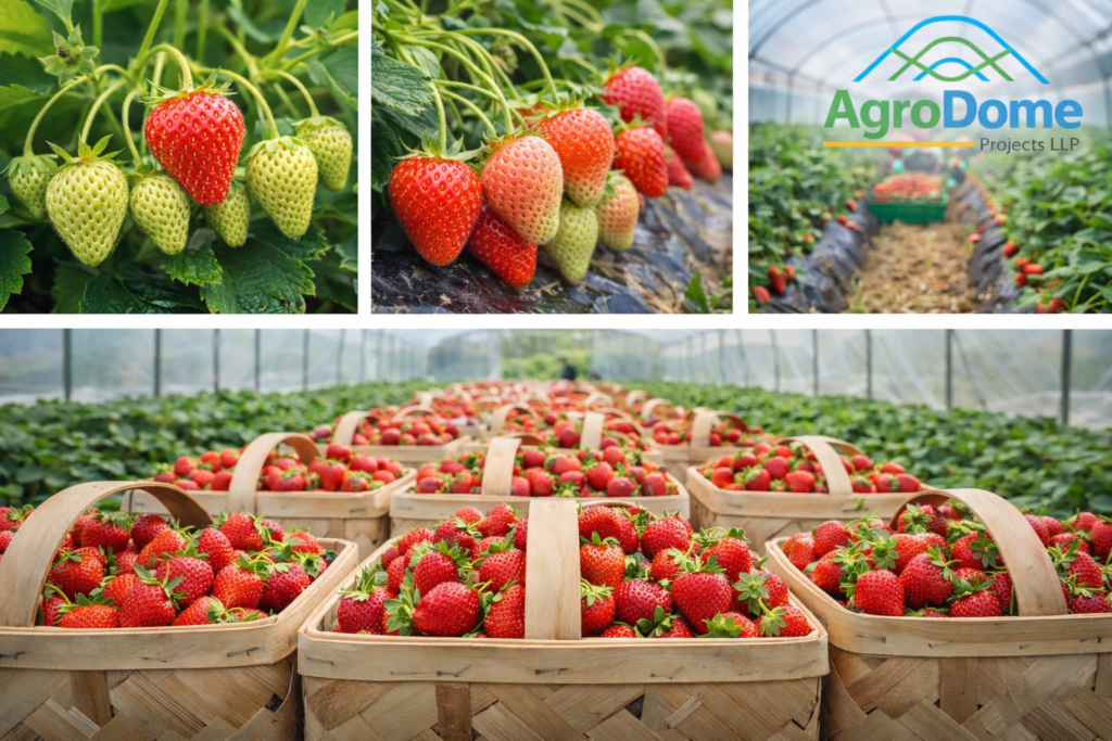 Uniform, glossy strawberries harvested inside a polytunnel, arranged in baskets to showcase improved strawberry yield and premium fruit quality under protected tunnel farming.