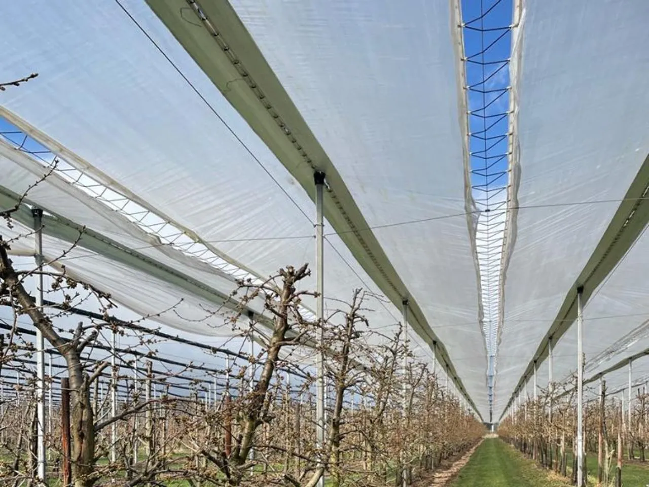 Fruit Orchard Structure for cherry (2)