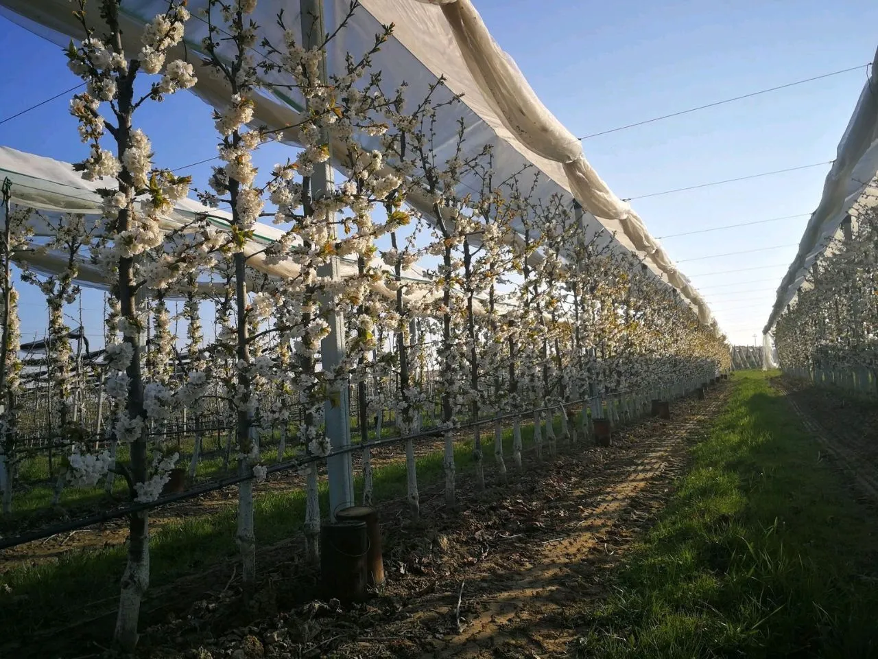 Fruit Orchard Structure for cherry (3)