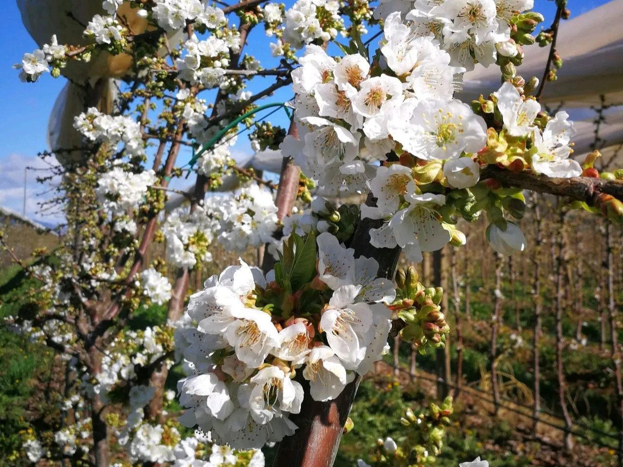 Fruit Orchard Structure for cherry (4)