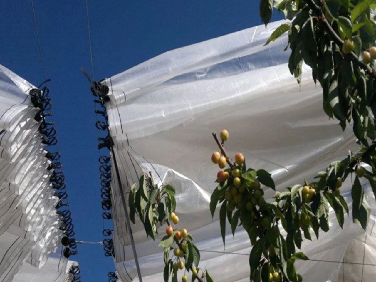 Fruit Orchard Structure for cherry (5)
