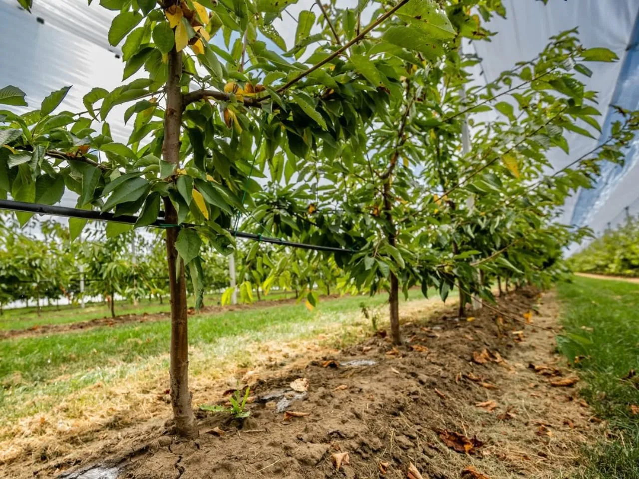 Fruit Orchard Structure for cherry (6)