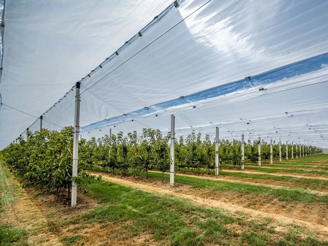 Fruit Orchard Structure for cherry