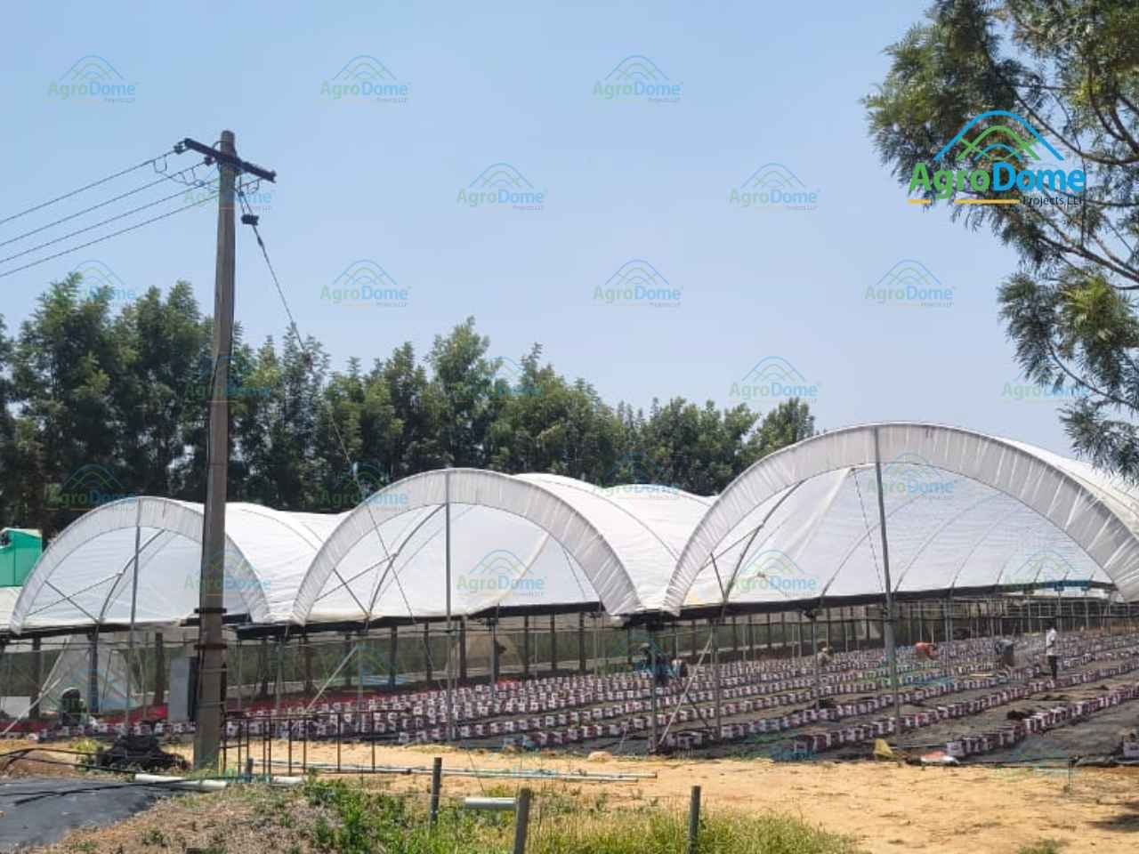 A large greenhouse featuring multiple expansive plastic tents for plant cultivation and protection.