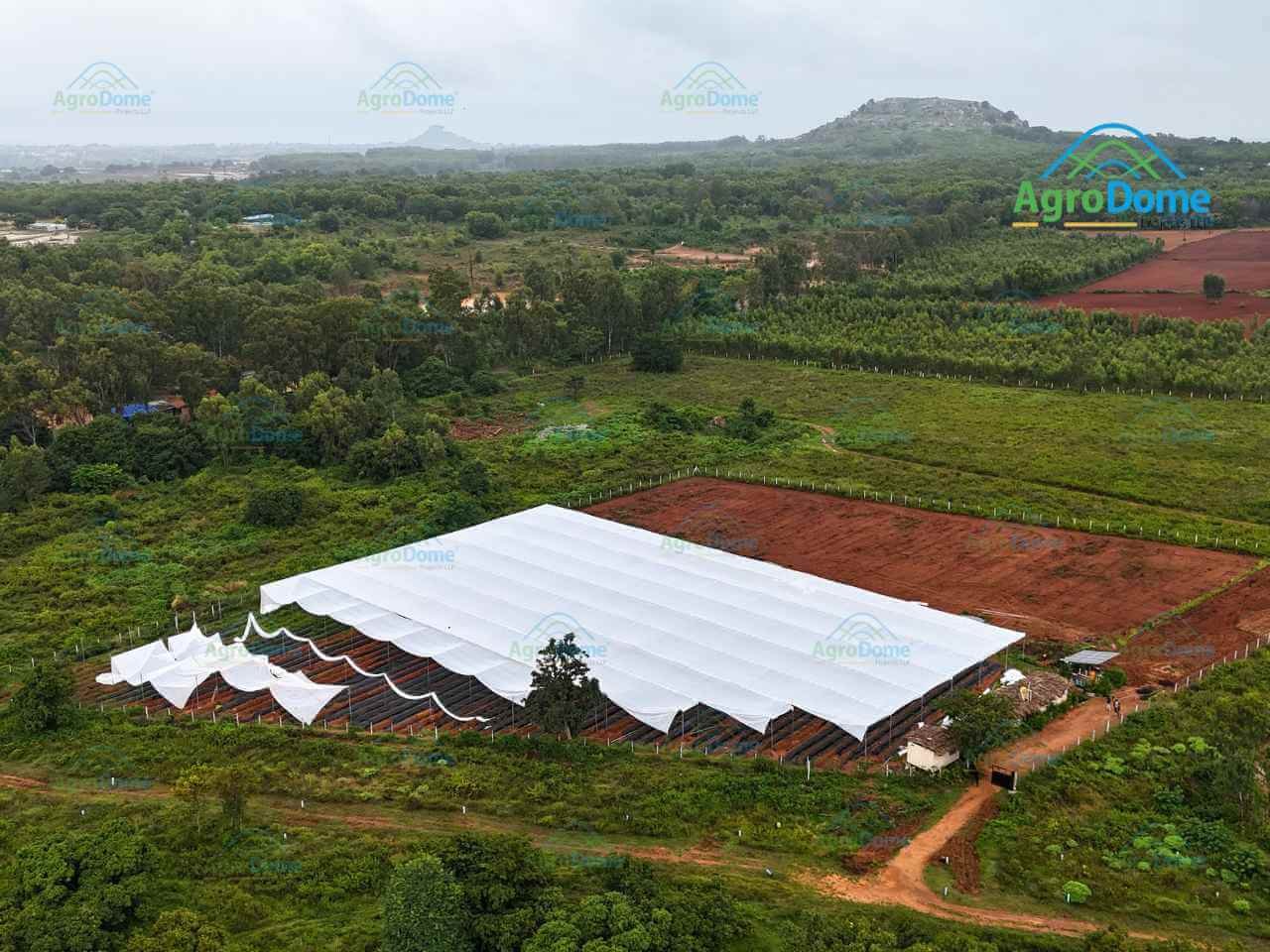 greenhouse featuring a spacious white tent, surrounded by various plants and natural light filtering through
