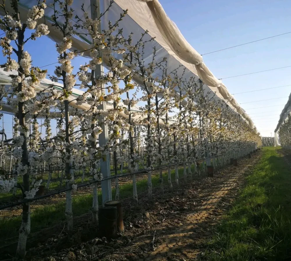 Fruit Orchard Structure for cherry (3)