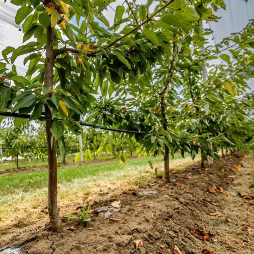 Fruit Orchard Structure for cherry (6)