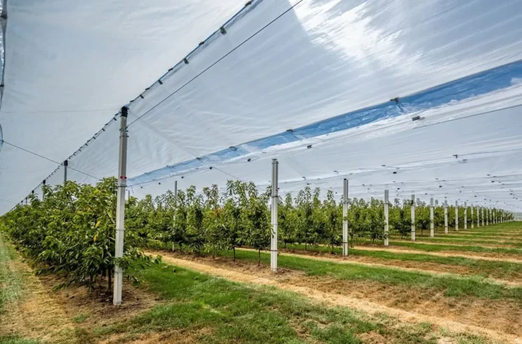 Fruit Orchard Structure for cherry
