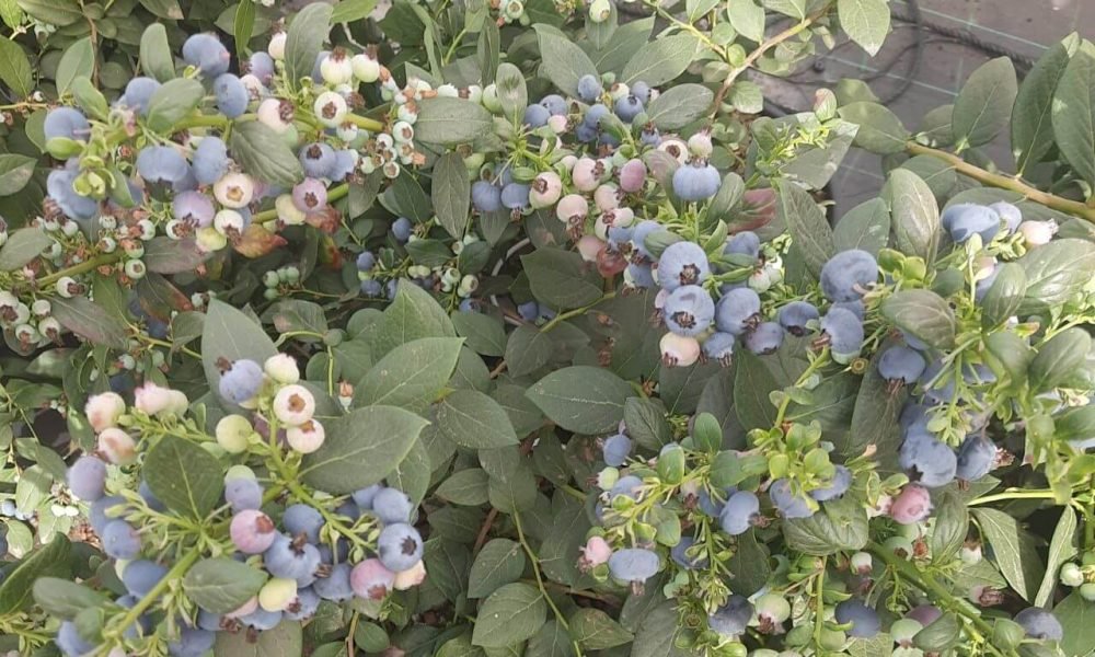 Fruit orchard Structure for Blueberry & Raspberry Orchards 2 Fruit orchard Structure for Blueberry & Raspberry Orchards 2