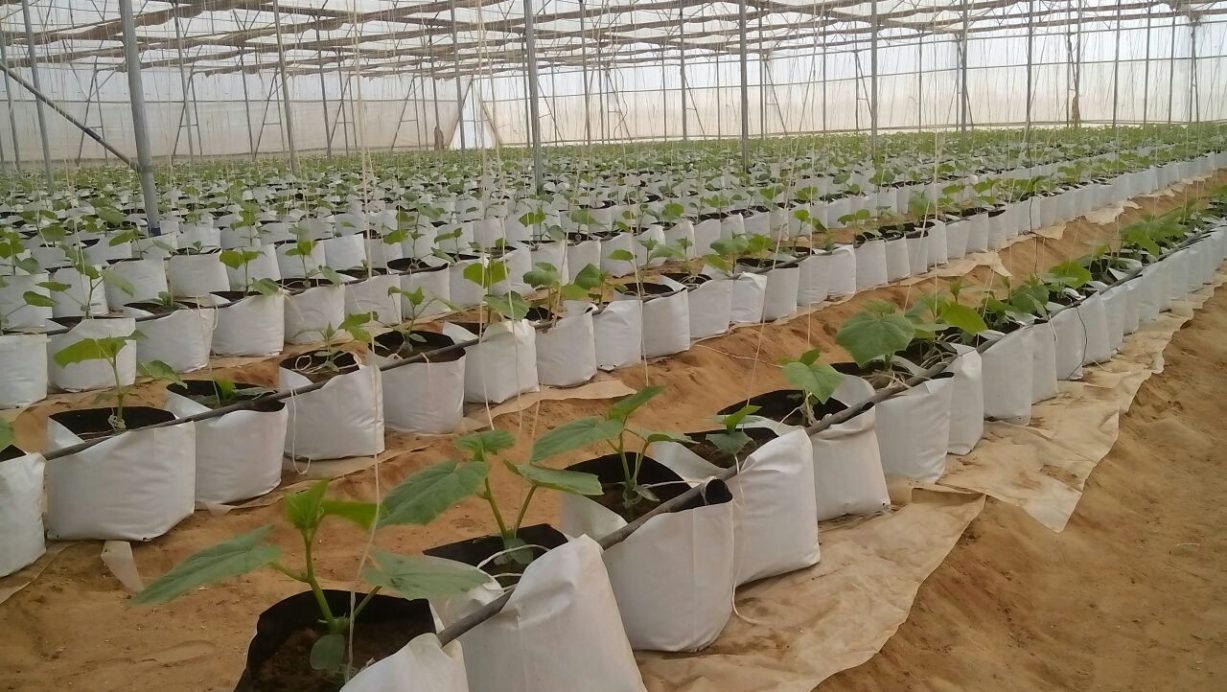 Agronomy support are provided by Agrodome for construction of greenhouse and polyhouses for protected cultivation