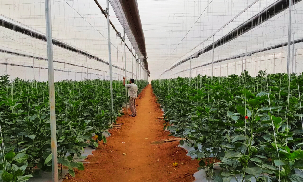 Retractable Flat Roof Shade Net House (11)